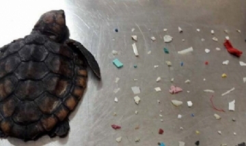 Tortuga apareció muerta con 104 pedazos de plásticos adentro