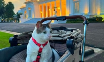 ¿Más custodia que un ministro? La polémica por el gato presidencial de Indonesia