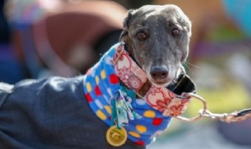 La Justicia habilitó a una abogada representar a tres galgos maltratados