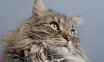 Un gato desata una pelea entre vecinas por 26000 dólares