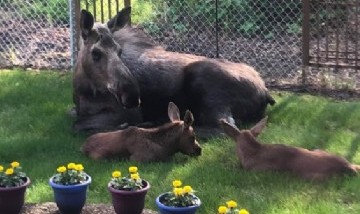 Un hombre se volvió viral al mostrar una familia de alces que se instaló en su patio trasero