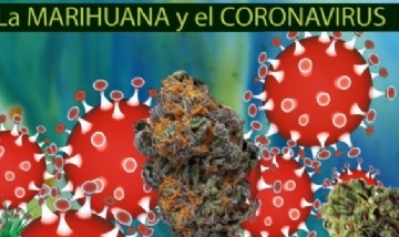 Los mitos del coronavirus y la marihuana: Todo lo que tenés que saber