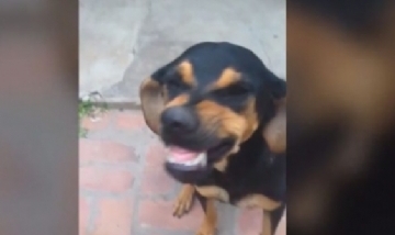 La perra que se ríe cuando la retan