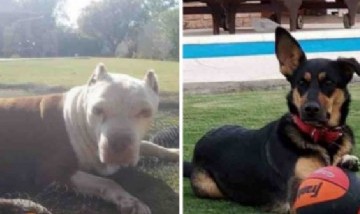 Viral: una perrita salvó a otra de morir ahogada en una pileta en Santa Fe