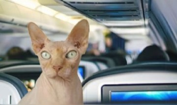 Descubren a una mujer amamantando a un gato en un avión en pleno vuelo