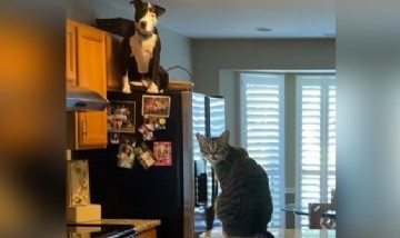 La historia de "Mako": El increíble perro que se volvió viral por creerse gato