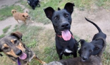 Un fallo judicial en Córdoba reconoce por primera vez a los perros como "seres sintientes"