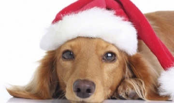 Programación especial para perritos en Navidad y Año Nuevo