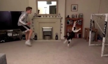 El increíble video del "gato arquero" que se volvió furor en internet