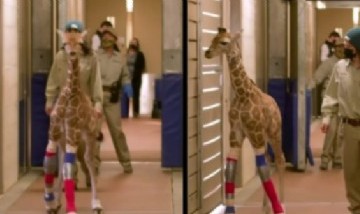 Veterinarios salvan a una jirafa bebé que nació con una malformación en sus patas