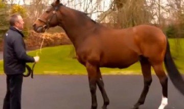 Conocé a Galileo, el caballo que vale más que Lionel Messi y Cristiano Ronaldo juntos