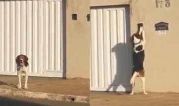 El perro que toca timbre todos los días para entrar a su casa es furor en redes