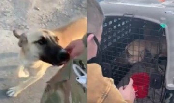 Viral: El relato del soldado americano que adoptó un perro callejero que conoció en Afganistán