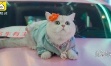 Increíble: un tierno gato en China se convierte en famoso modelo de autos y gana cifras millonarias por sesión