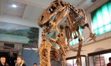 Descubrieron restos de un dinosaurio megaraptor de 70 millones de años de antigüedad