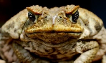 Terror por invasión de sapos venenosos en Florida