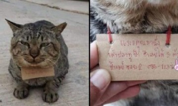 Viral: Gato desaparece tres días de su casa y vuelve con un particular "aviso"