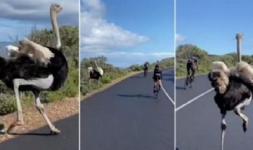 Insólito: avestruz retó a un grupo de ciclistas en una carrera y el video es viral
