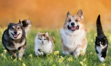 Chile tendrá cementerios municipales para mascotas: lo anunció el presidente Boric