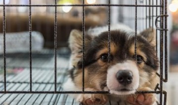 Con la prohibición, buscan promover la adopción de animales en refugios y combatir a las "fábricas de cachorros", donde muchos animales sufren de pésimas condiciones.