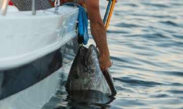 Pescaron un atún gigante de casi 500 kilos y más de 3 metros de largo