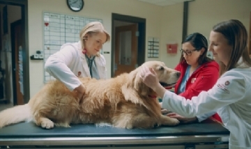 Pagó un spot de U$S 6 millones para agradecer a los veterinarios que salvaron a su perro