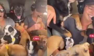 Video: Rescatan y transportan en un avión a 27 perritos para salvarlos de ser sacrificados