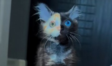 El gato quimera que se volvió viral por su pelaje bicolor y sus ojos diferentes