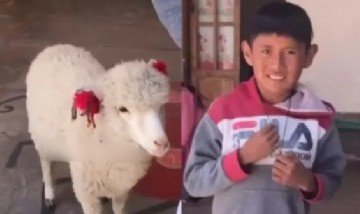 Un nene de Jujuy llevó a su oveja a la escuela para que no estuviera sola en su casa