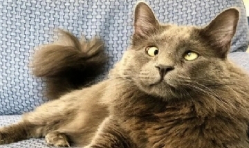 Belarus, el gato con estrabismo que se volvió viral en las redes