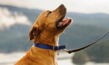 Diseñan el primer collar para perros que los protege de parásitos externos e internos