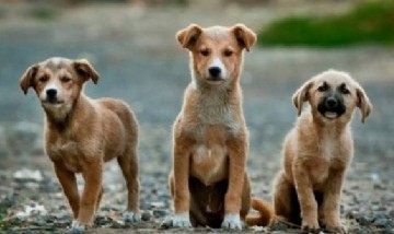 Un precedente clave en Tucumán a favor de los animales