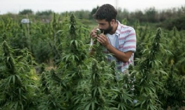 Cannabis medicinal: la Universidad de la Patagonia producirá cannabis para donar al Estado