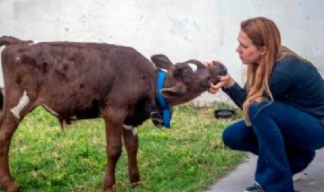 Una proteccionista pagó 80 mil pesos para rescatar a un ternero que se vendía para navidad