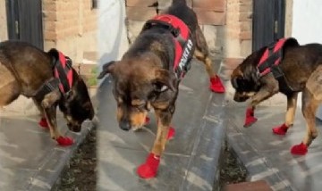 Video: un perrito se volvió viral en redes sociales por usar zapatitos en sus cuatro patas