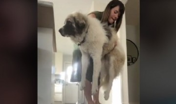 Viral: Una mujer adoptó a un cachorro y el perro no para de crecer