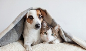 Se realizó un censo con los nombres de perros y gatos más elegidos en Argentina