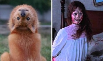 Viral: Kiko, la cachorra que gira su cabeza como la niña poseída de El exorcista