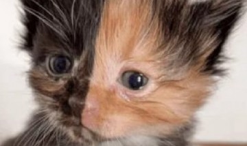 Conocé al gatito "simétrico" y huérfano que es tendencia en Instagram