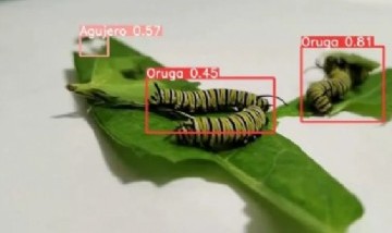 Estudiantes de la IMPA de Quilmes desarrollan un robot detector de plagas