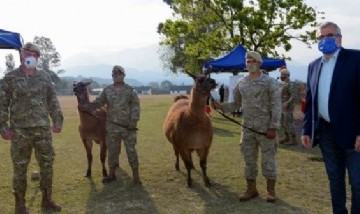 El gobierno de Jujuy entregó 20 llamas al Ejército y las redes sociales explotaron