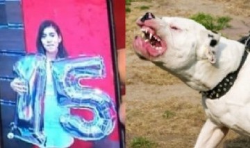 Conmoción en Córdoba: Dos dogos se escaparon de su casa y mataron a una chica de 15 años