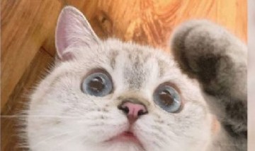 La gata china que se volvió viral en internet por su expresivo rostro y sus divertidos videos