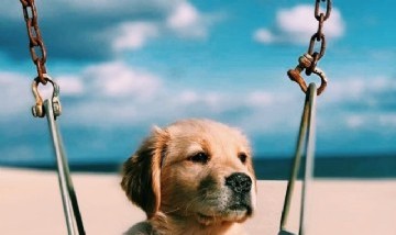 @Gordito_Perrito