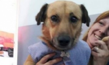 Viral: perro adoptado por un jardín de infantes se convirtió en el "abanderado" del año