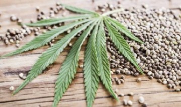 Perfume de cannabis: La nueva sensación en fragancias exóticas
