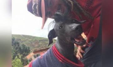 Benja y su Perrita, La Isla Del Sol.