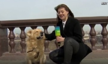 Un perro le robó el micrófono a una periodista que transmitía en vivo en Rusia