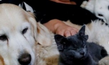 Adoptaron a Midas, la gatita que nació con cuatro orejas y fue tendencia mundial