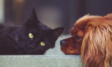 Francia prohibió la venta de perros y gatos en tiendas de animales